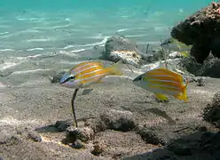 Un groupe de vivaneaux à lignes bleues (Lutjanus kasmira)