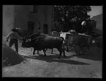 Photo noir et blanc d'un attelage de bœufs ou vache à robe sombre tractant une charrette lourdement chargée.