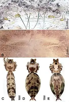 Description de l'image Luzonacera lattuensis (10.3897-zookeys.822.30927) Figure 6.jpg.