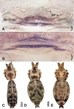 Description de l'image Luzonacera peterjaegeri (10.3897-zookeys.822.30927) Figure 8.jpg.