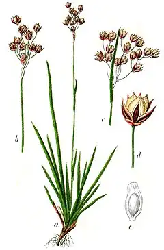 Description de l'image Luzula forsteri Sturm19.jpg.