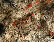 Lybia tessellata avec ses anémones de mer protectrices.