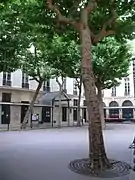 La cour et ses platanes.