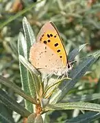 Lycaena phlaeas femelle