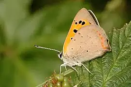 Lycaena phlaeas face ventrale