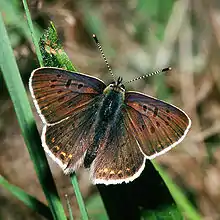 Papillon aux ailes déployées, brunes à points noirs, ourlées de noir, orange et blanc