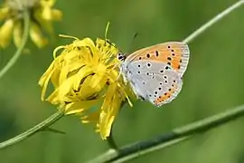 Lycaena dispar (Allemagne).