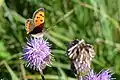 Le Cuivré commun (Lycaena phlaeas) observé sur la commune d'Allonne