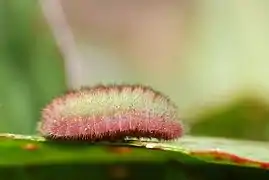 Chenille de Lycaena phlaeas