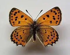 Description de l'image Lycaena phoebus.jpg.