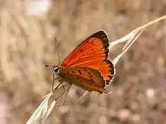 Lycaena virgaureae (Espagne).