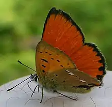 papillon roux