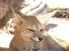 Renard gris d'Argentine (Lycalopex griseus). Il ne pèse guère plus de 3 kilos et ses traits le font ressembler beaucoup à un loup.