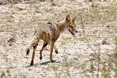 Renard d'Aszara (Lycalopex gymnocercus)