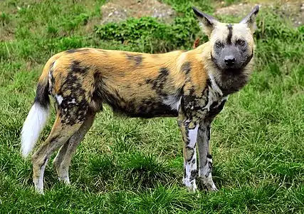 Chien sauvage d'Afrique (Lycaon pictus)