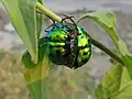 Accouplement chez Chrysocoris stollii, la punaise du litchi, Scutelleridae (Pentatomorpha)