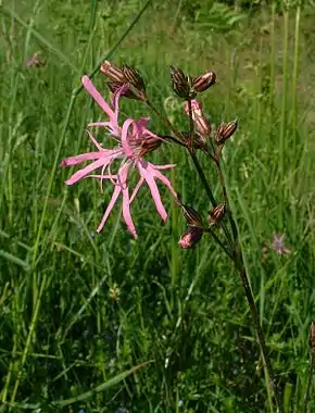 Lychnide fleur de coucou