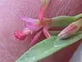 Fleur femelle