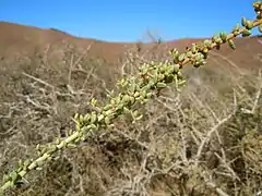 Détail des branches.