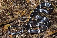 Description de l'image Lycodon septentrionalis, White-banded wolf snake - Doi Phu Kha National Park (48610855057).jpg.