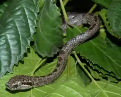 Description de l'image Lycodryas maculatus (Günther, 1858) male from Anjouan (ZSM 38-2010).png.