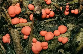 Lycogala epidendrum (Mycetozoa, Reticulariaceae)