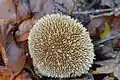 Vesse-de-loup hérissée (Lycoperdon echinatum)