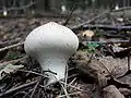 Vesse-de-loup perlée dans la forêt de Karmélava (Lituanie).