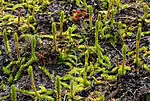 Lycopodes inondés etdroseras à feuilles rondes