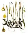 Lycopodium clavatum, illustration.