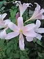 Fleurs de Lycoris squamigera