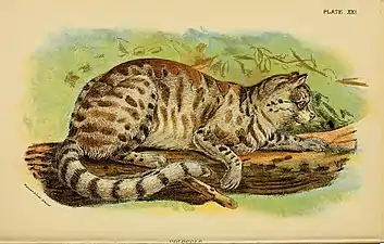 Le colocolo ou Leopardus colocolo est parfois considéré comme une sous-espèce du chat des pampas.