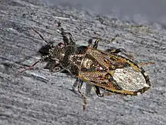 Heterogaster urticae, Italie.