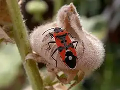 Lygaeus equestris (Lygaeidae)