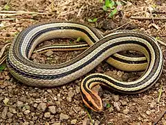 Description de l'image Lygophis lineatus 120916791.jpg.