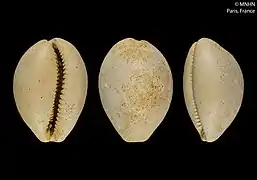 Lyncina testicula (fossile)