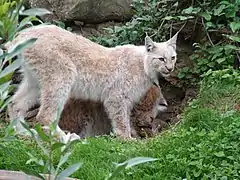 Lynx boréal de couleur crème, peu tacheté.