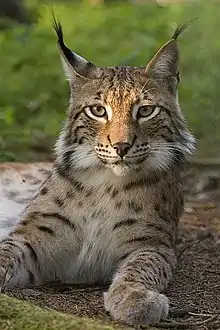 Lynx boréal