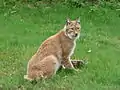 un Lynx