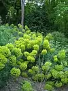 Un massif d'euphorbes dans le jardin des roses anciennes.