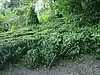 Un massif de buis (Buxus sempervirens), dans le jardin du Rosaire.