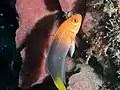 Pseudochromis steenei