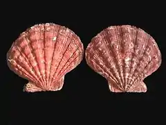 Lyropecten nodosus