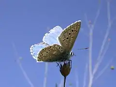 Lysandra bellargus (Espagne).