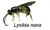 Description de l'image Lysibia nana.png.