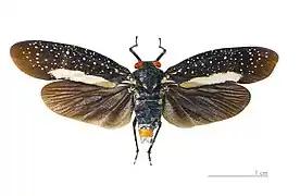 Lystrinae Lystra lanata - Muséum de Toulouse