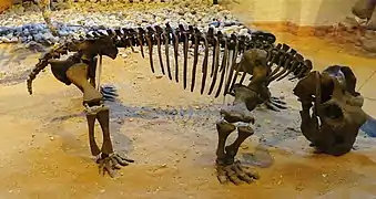 Squelette d'un Lystrosaurus hedini.