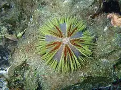 Lytechinus semituberculatus (oursin vert)