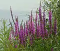 Salicaire commune (Lythrum salicaria)