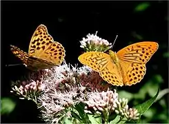 ♀ à gauche et ♂ à droite, sur une inflorescence d'Eupatorium cannabinum.